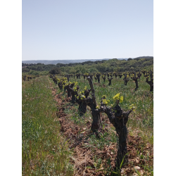 Yo No Pueda Mas, Languedoc, Mas D�Agalis, 2024 - Magnum