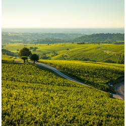 Pouilly Vinzelles, Les Crilles, Vinzelles, Maconnais, Bourgogne, Dormy, 2023