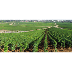 Nuits St. Georges 1�er Cru, Les Crots, Bourgogne, Domaine des Clos, 2022