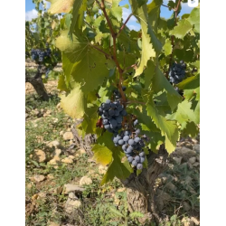 Les Eclats, Pic Saint-Loup, Languedoc, Domaine Mirabel, 2024