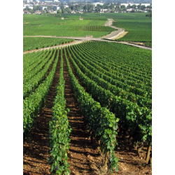 Beaune 1�er Cru, Les Gr�ves, Bourgogne, Domaine des Clos, 2022