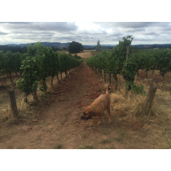 Pinot Noir, Keeler Estate Vineyard, Eola-Amity Hills, Authentique, 2017