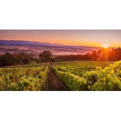 Pinot Noir, Ridgecrest Vineyard, Ribbon Ridge, Authentique, 2017