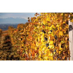 Barolo, Ciabot Mentin, Domenico Clerico, 2013 - Magnum - Leveres i trske