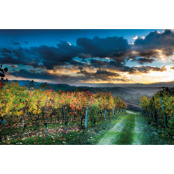 Barolo, Ginestra, Aldo Clerico, 2019 - Magnum - Trske