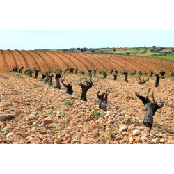 Tempranillo, Valnuevo Selecci�n, Toro, Castilla y Leon, Tardencuba, 2018