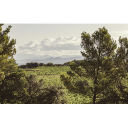 Chateauneuf du Pape, Imp�riale, Rhone, Domaine Raymond Usseglio, 2024
