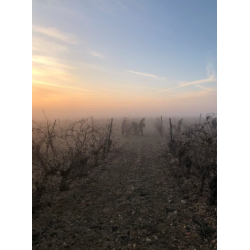 Sauvignon Blanc, Cimbron, Rueda, Castilla y Leon, Felix Sanz, 2024