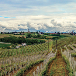 Barbera d�Alba, Ciabot Camerano, Marcarini, 2024