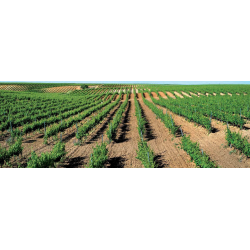 Tempranillo, Vocablos, Toro, Castilla y Leon, Felix Sanz, 2019