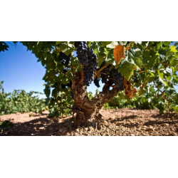 Cenit Tradici�n, Tierra del Vino de Zamora, Castilla y Le�n, Vinas del Cenit, 2020