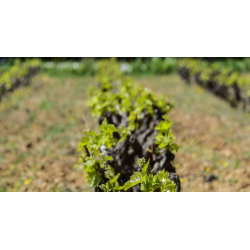 Chateauneuf du Pape, Clos des Terres Blanche, 2024 - Magnum