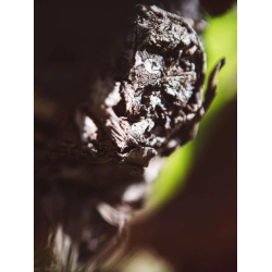 Chateauneuf du Pape, Imp�riale, Rhone, Domaine Raymond Usseglio, 2024