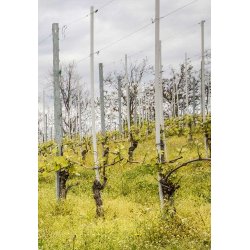 Barolo, Santo Stefano di Perno, Raineri, 2018 - Leveres ved kb af 6 fl. i trske