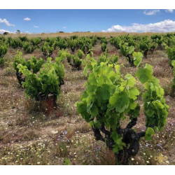 Jimbro Puesta en Cruz, Castilla y Leon, Bodegas Entrebancales, 2018