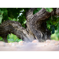 Tempranillo, Salgadero, Toro, Castilla y Len, Coral Duero,  2020