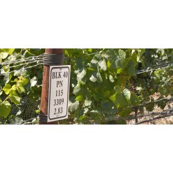 Pinot Noir, Radical, Santa Rita Hills, Santa Barbara, Babcock, 2017